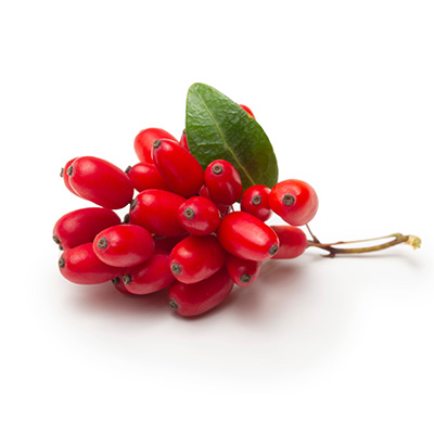 Lycium (Goji Berry)