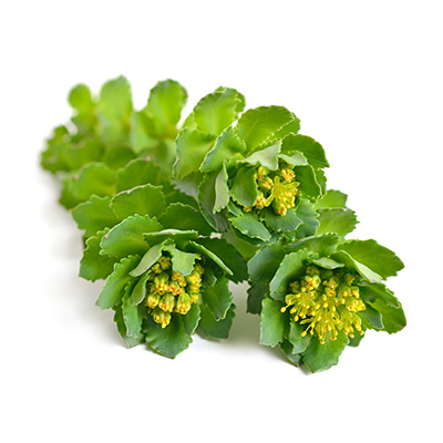 Rhodiola