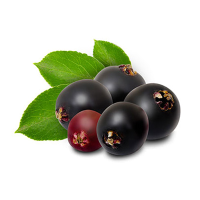 Elderberry