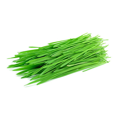 Wheat Grass